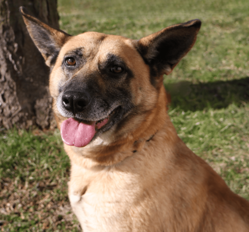 Website-Pet-Pictures-2026-01-20T130729.211-rhy17fut04rtkt0sft3twv0e8cg1f4ira0werfhmio.png