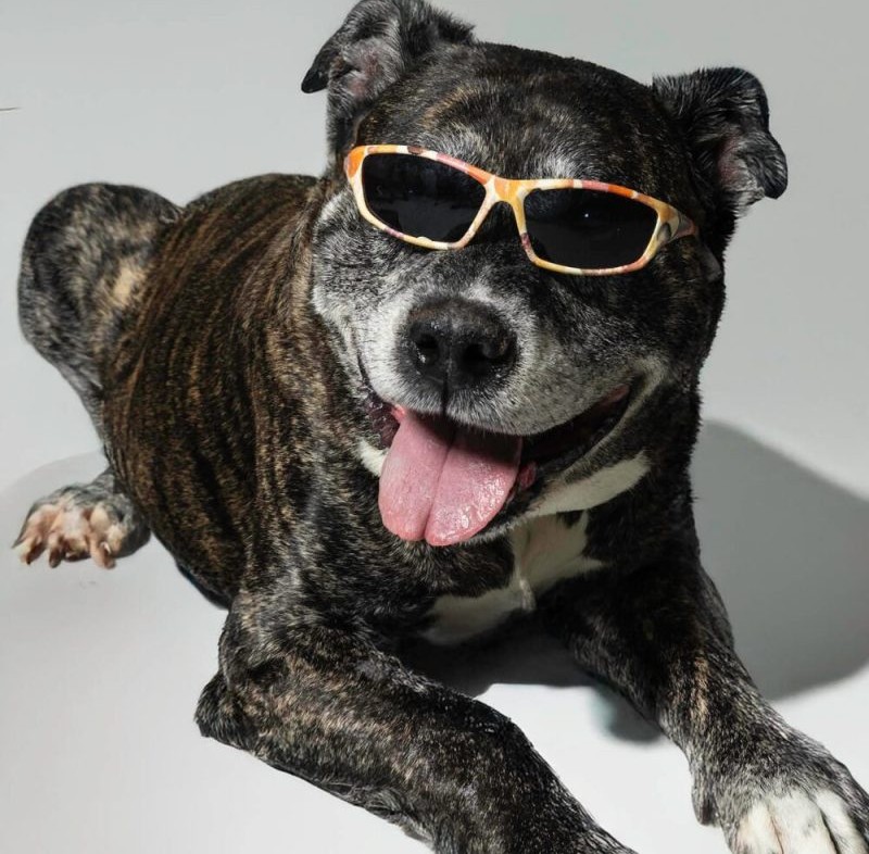Website-Pet-Pictures-62-rs0nxp48jemi0v0281d0yi56ugv873v5itrcyhwk74.jpg